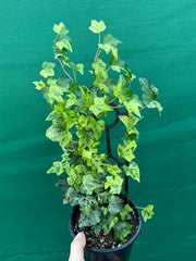 Hedera Ivy ‘Stardust’