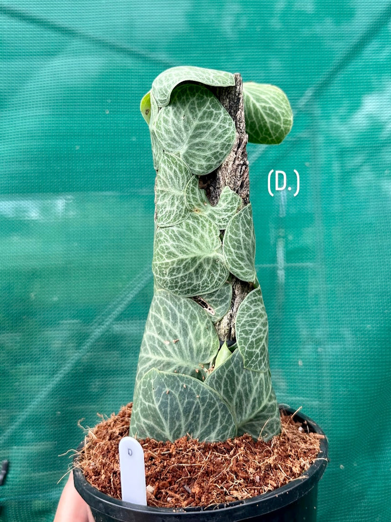 Rhaphidophora Cryptantha NEW