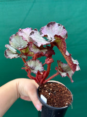 Begonia NOID 14