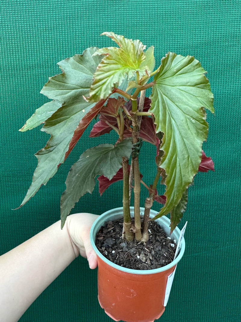 Begonia ‘Norma’s Delight' NEW