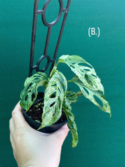 Monstera ‘Adansonii’ Mottled Variegation NEW