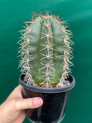 Melocactus Zehntneri NEW