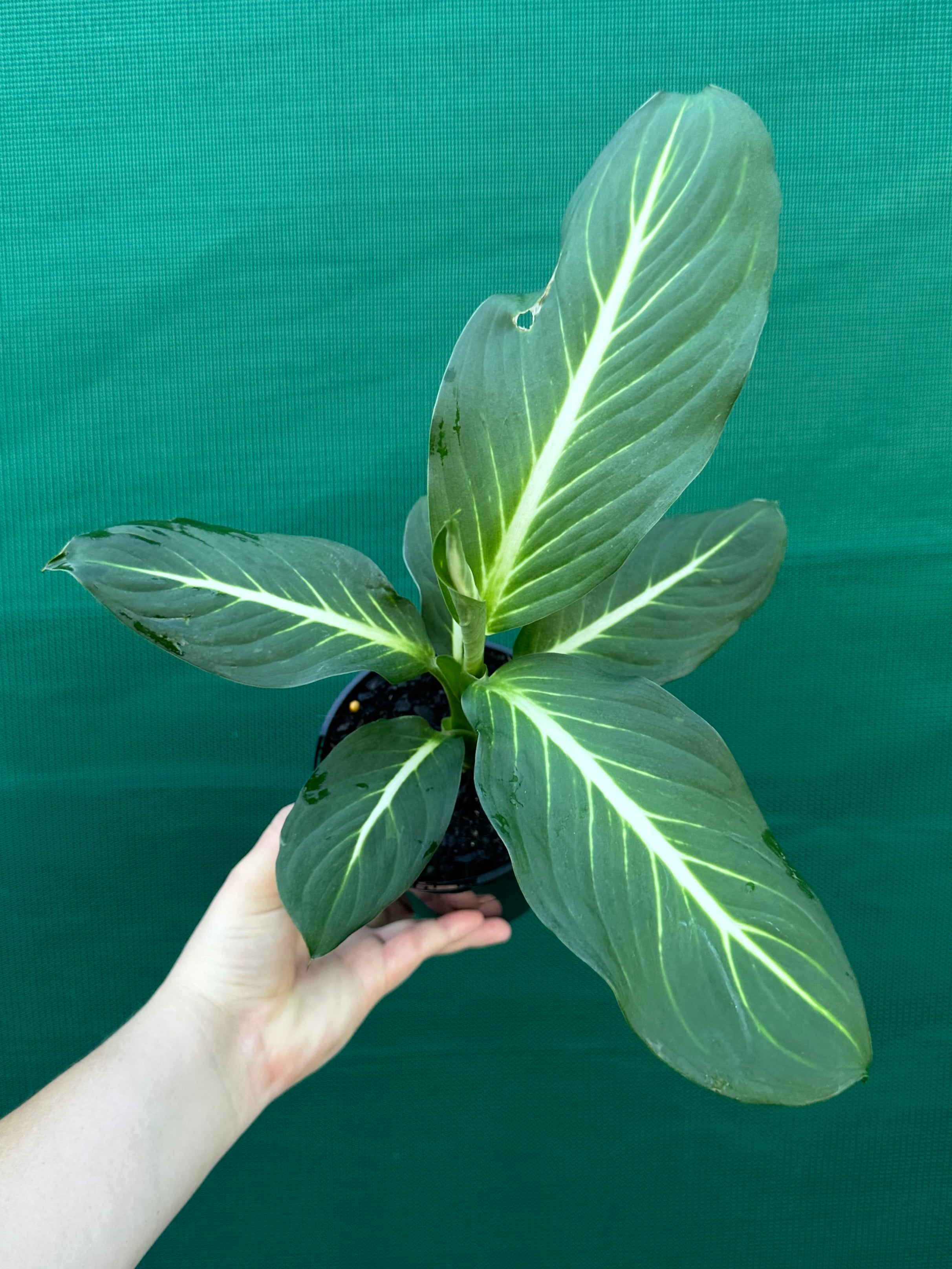 dieffenbachia sterling Dieffenbachia 'Sterling' NEW