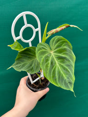 Philodendron Verrucosum NEW