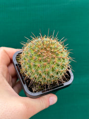 Mammillaria ‘Ginsa Maru’ NEW
