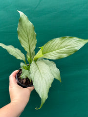 Spathiphyllum ‘Platinum Mist’