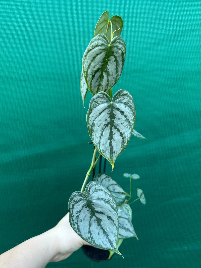 Philodendron Brandtianum