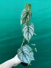 Philodendron Brandtianum