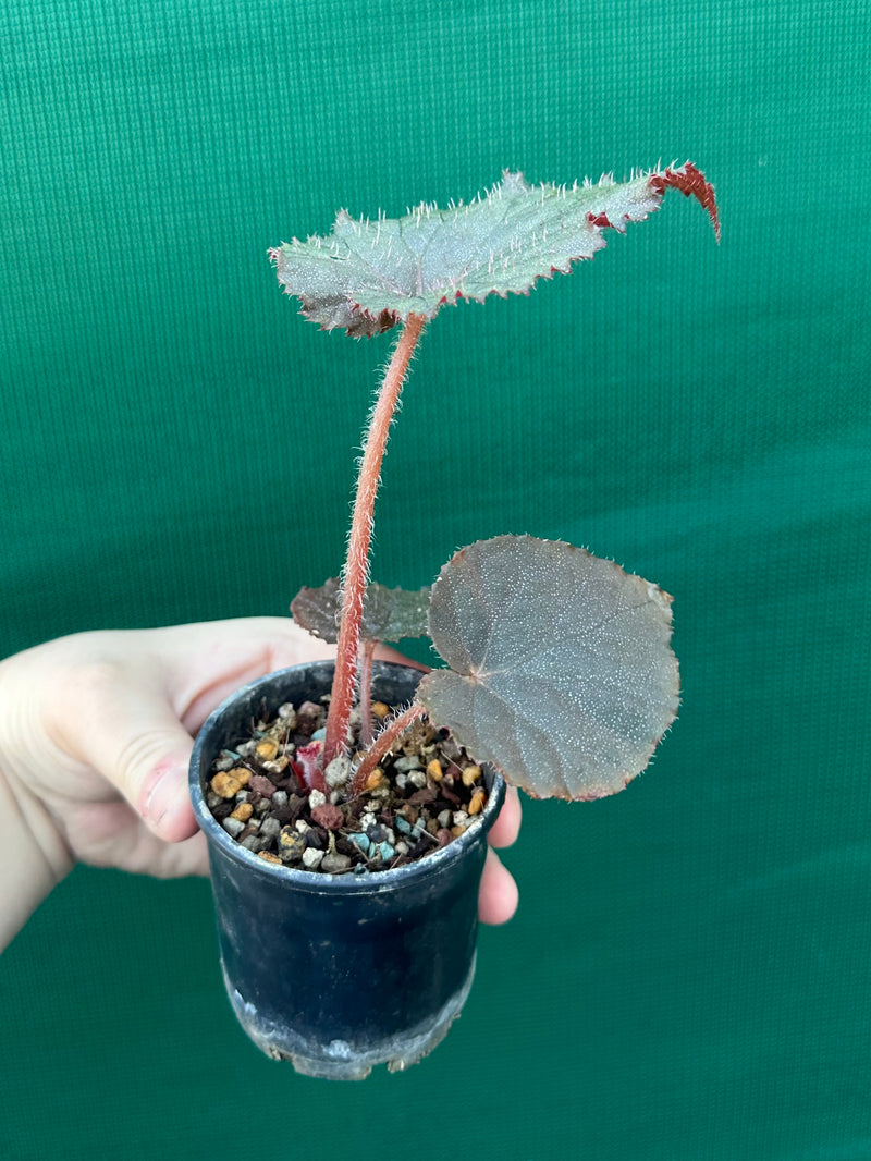 Begonia U485