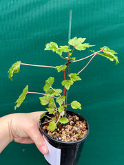 Begonia dregei