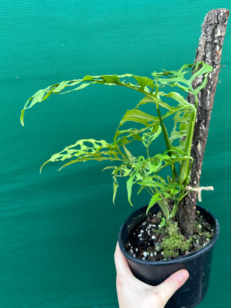 Monstera obliqua (Peru Form)