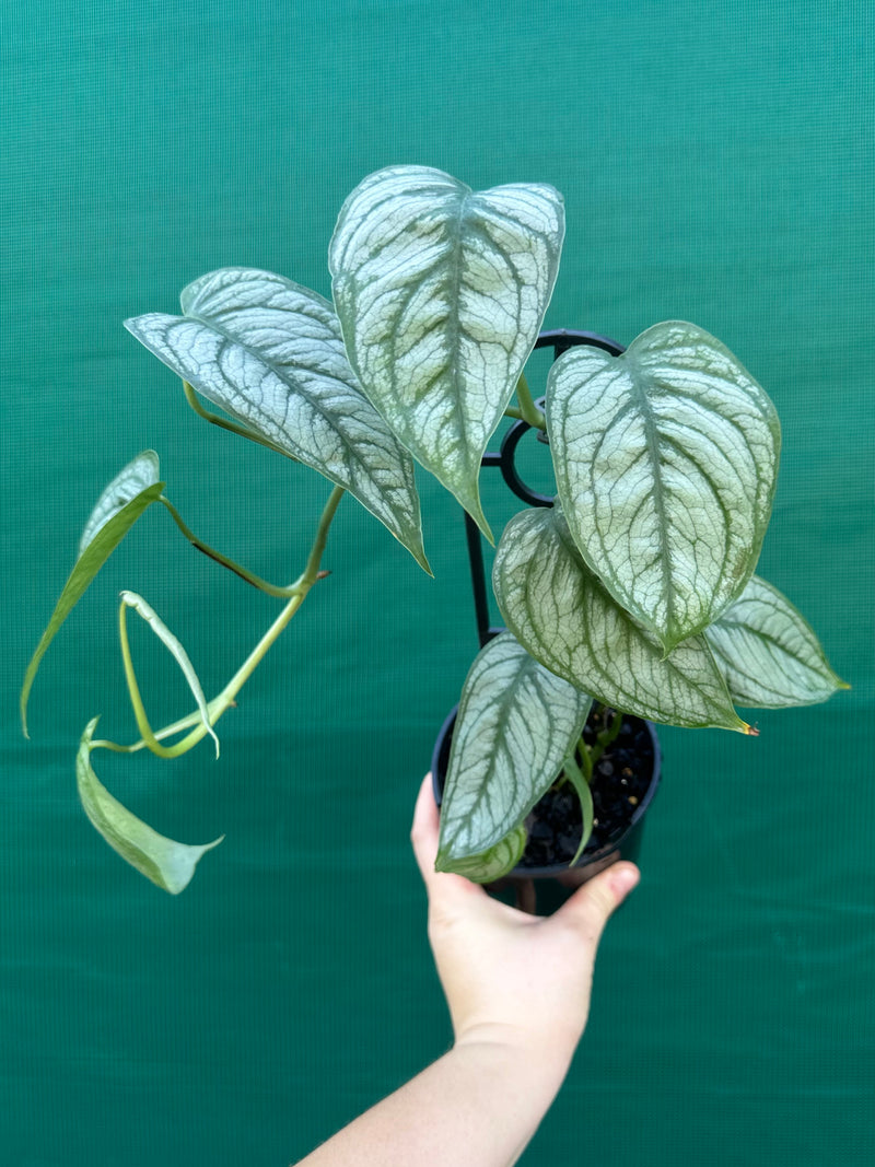 Monstera 'El Salvador'