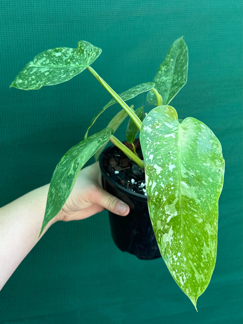 Philodendron ’Jose Buono’ (not tc)