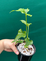 Anthurium ferrierense crisped NEW