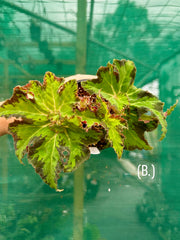 Begonia NOID 42 NEW