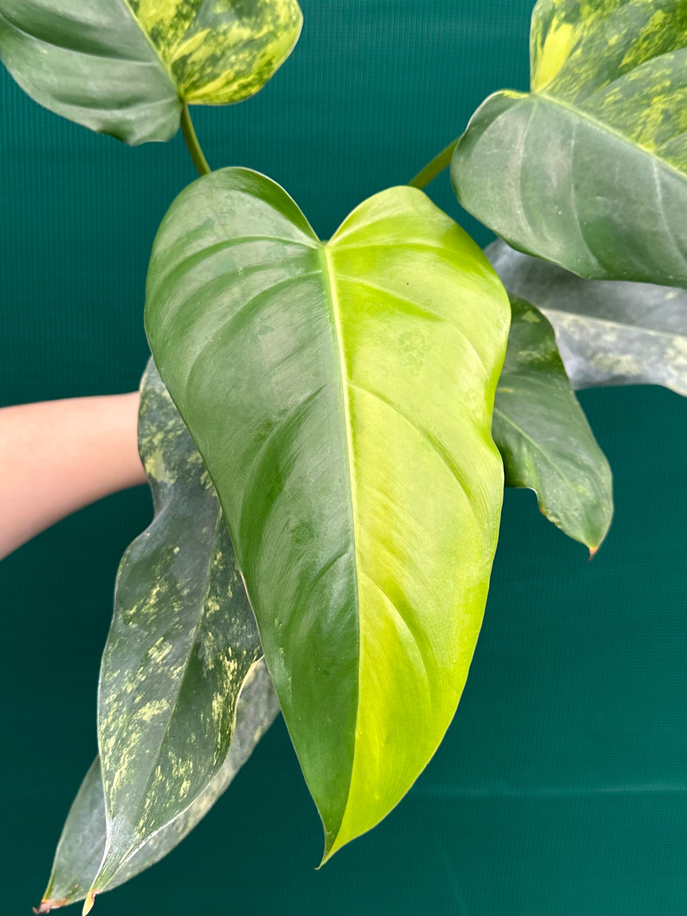 philodendron domesticum variegatum australia Philodendron 'Domesticum Variegated'