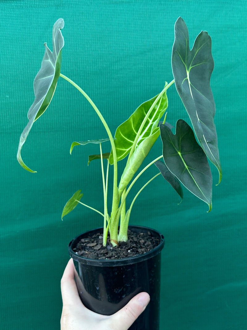 Alocasia ‘Green Velvet’