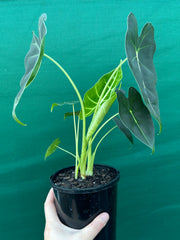Alocasia ‘Green Velvet’