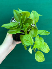 Schindapsus Treubii Moonlight