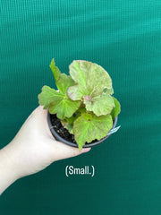 Begonia ‘Elsie Zilm’ NEW