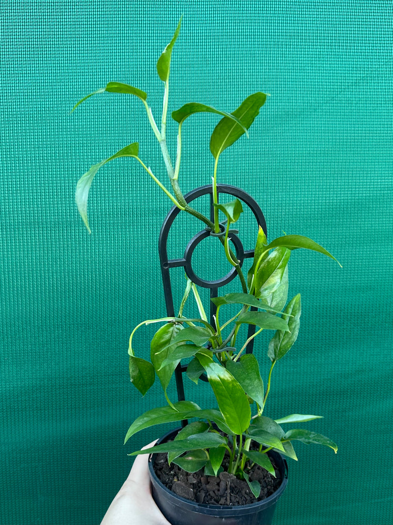 Epipremnum Pinnatum ‘Skeleton Key’ NEW