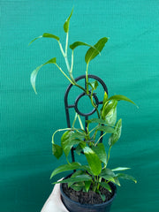 Epipremnum Pinnatum ‘Skeleton Key’ NEW