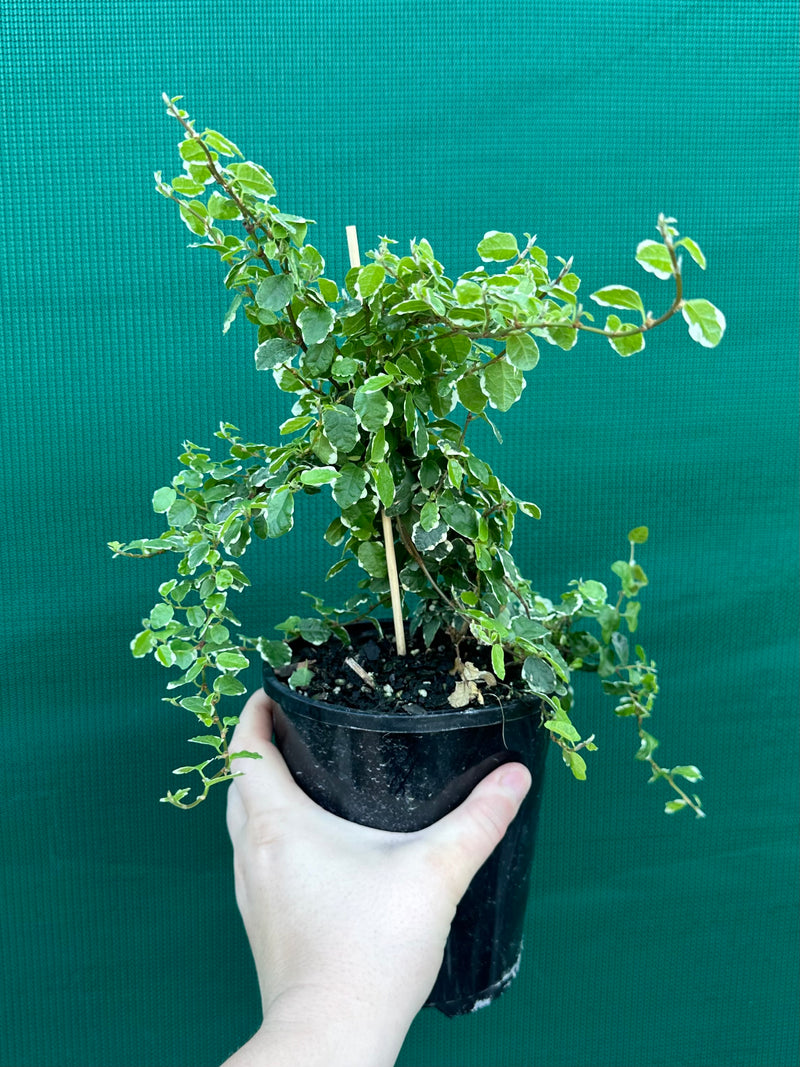 Ficus ‘Pumila Variegata’