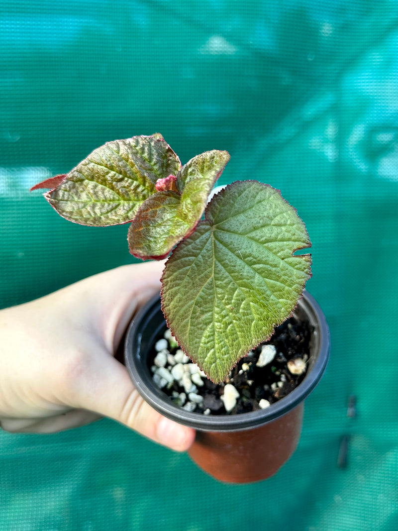 Begonia ‘Cavalcensis’ NEW