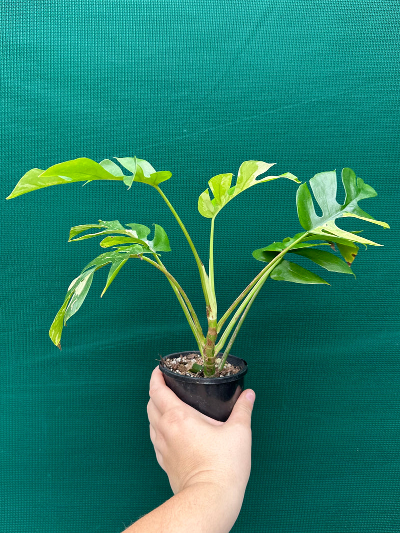 Rhaphidophora Tetrasperma Variegated