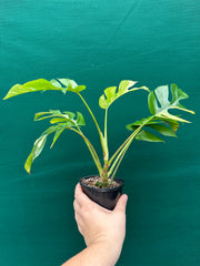 Rhaphidophora Tetrasperma Variegated
