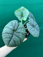 Alocasia ‘Melo’