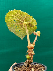 Begonia gehrtii