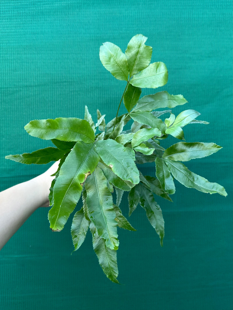 Pteris Fern Unknown 5