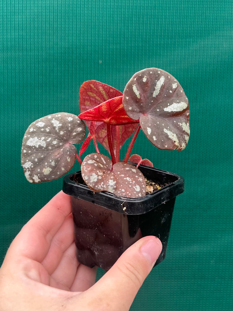 Begonia balansana