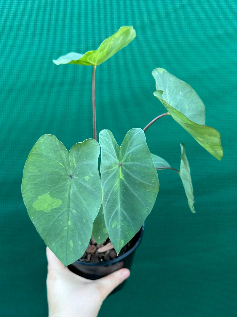 Alocasia ‘Lemon Lime Gecko’ NEW