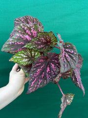 Begonia ‘Hot Pink Spotty’ NEW
