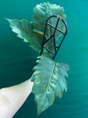 Philodendron ‘Pluto’