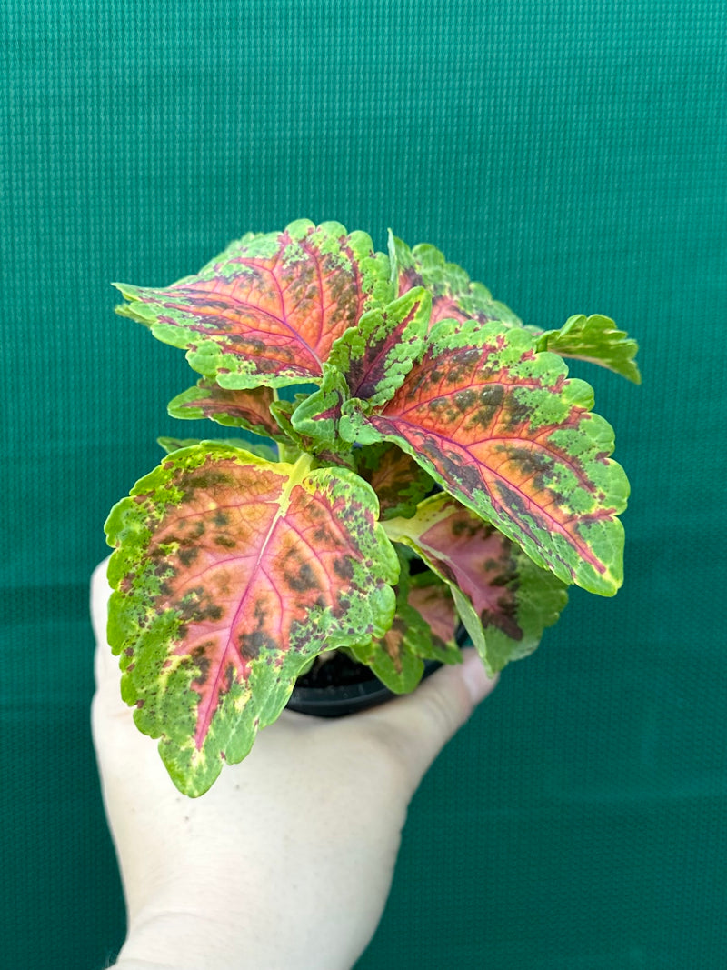 Coleus NOID 6