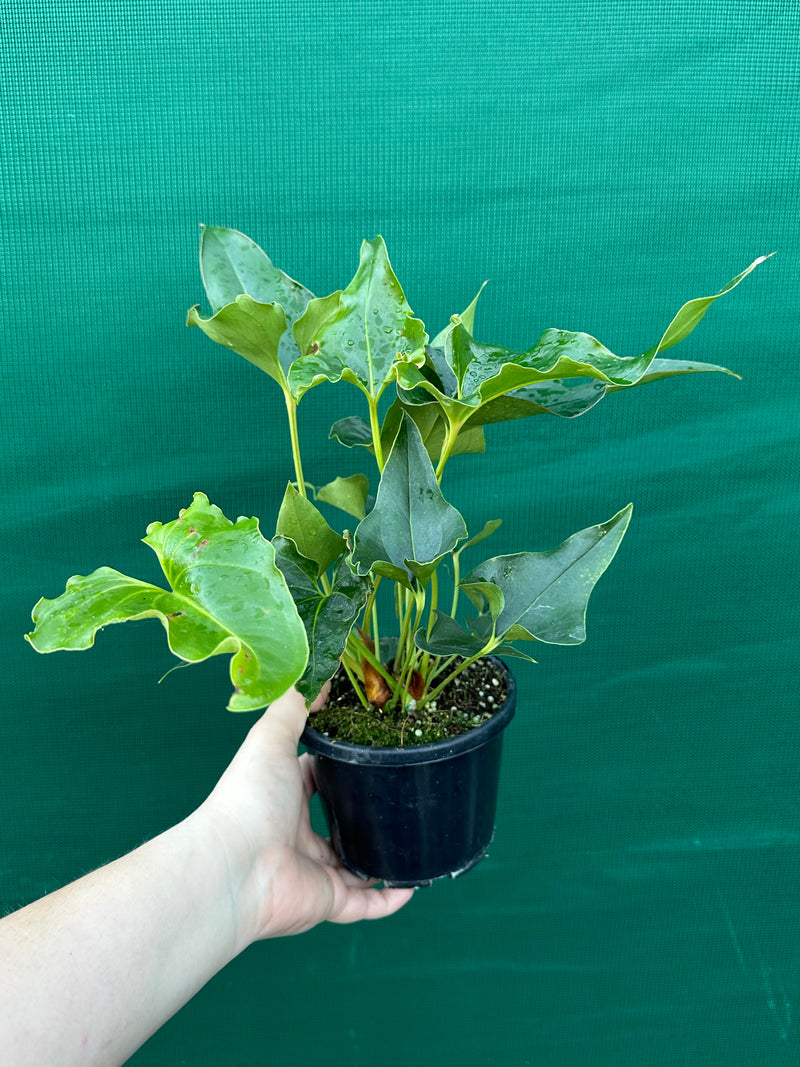 Anthurium ferrierense crisped