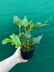 Anthurium ferrierense crisped