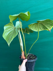 Philodendron ‘Pastazanum’