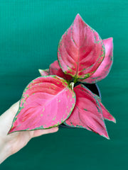 Aglaonema ‘Sunshine’ NEW