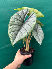 Alocasia bisma (silver)