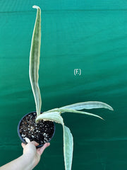 Sansevieria ‘Siam Silver’ NEW