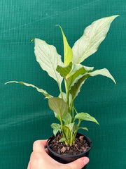 Spathiphyllum ‘Platinum Mist’