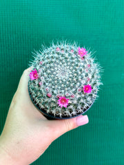 Mammillaria NEW