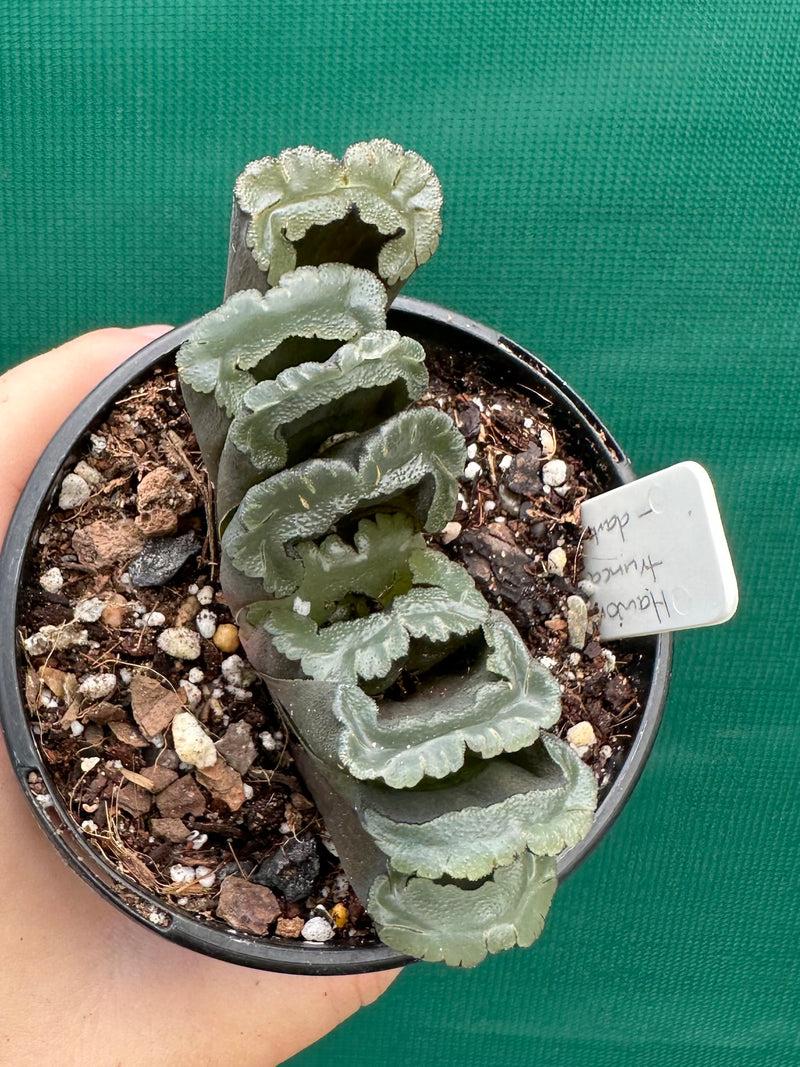Haworthia truncata dark green NEW