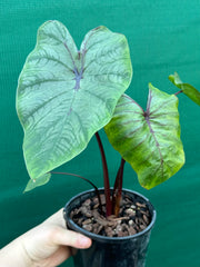 Alocasia ‘Pharaohs Mask’ NEW