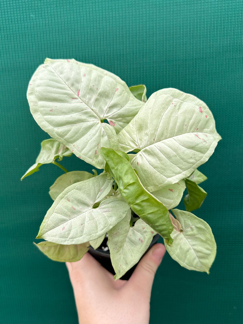 Syngonium ‘Confetti’