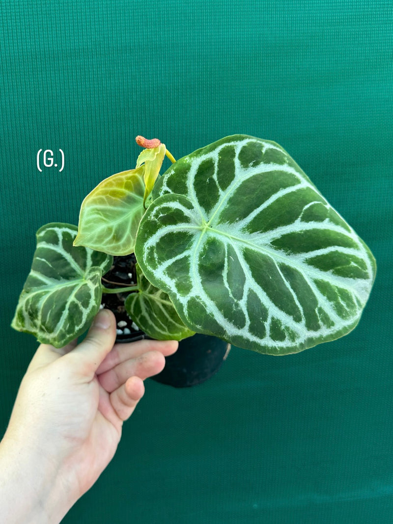 Anthurium crystallinum hybrid NEW